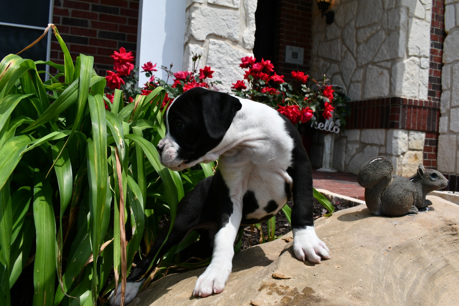 Puppy for sale · adopt antionette a black boxer dog in wichita . AKC Black Boxer Champion Boxer Puppy For Sale In Texas